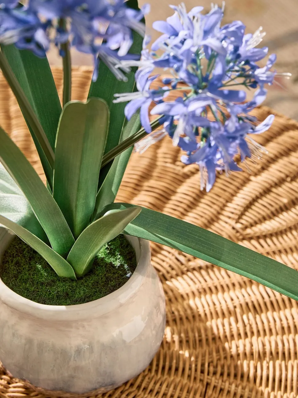 Artificial Agapanthus Plant In Ceramic Pot