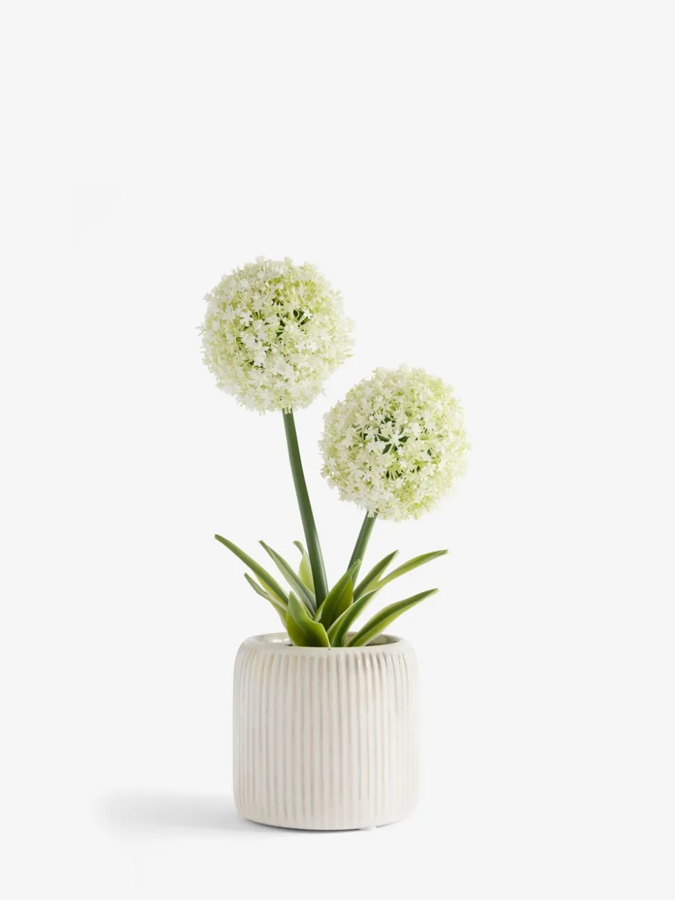 Artificial Allium Plant In Ribbed Ceramic Pot