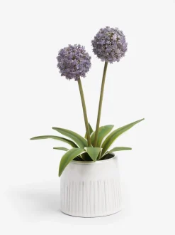 Artificial Allium Plant In Ribbed Ceramic Pot