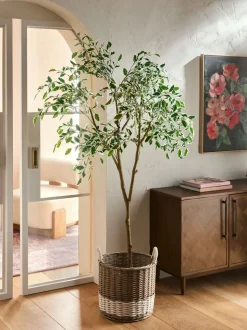 Artificial Benjamina Tree With Variagated Leaves