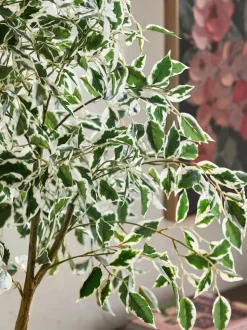 Artificial Benjamina Tree With Variagated Leaves