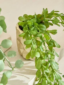 Artificial Trailing Plants In Mini Gold Hex Pots