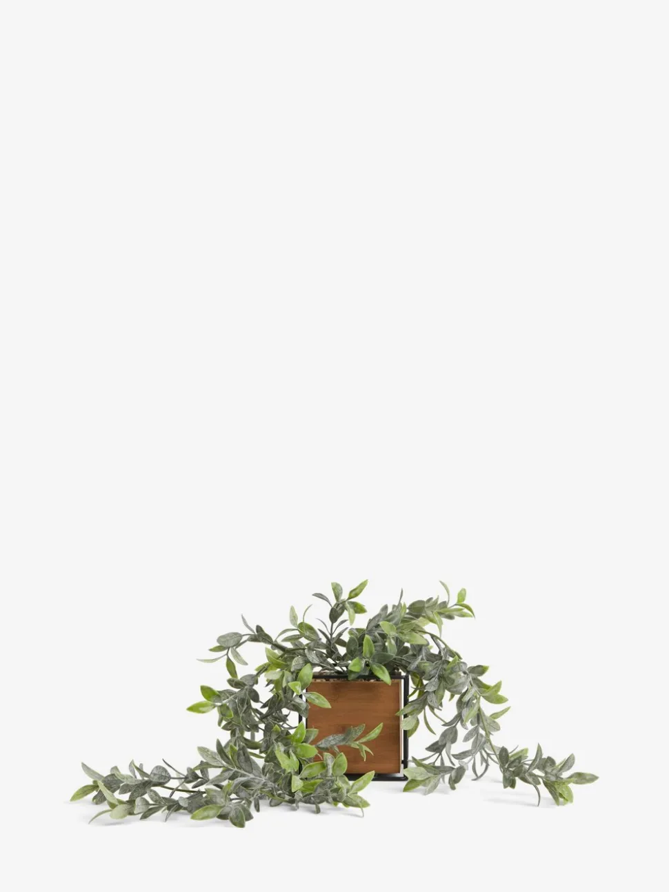 Bronx kunsthangplant
