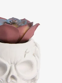 Kunstvetplant in een griezelige Halloween-schedel