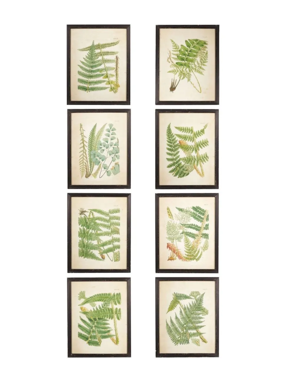 Oka Set of 8 Framed Botanical Prints