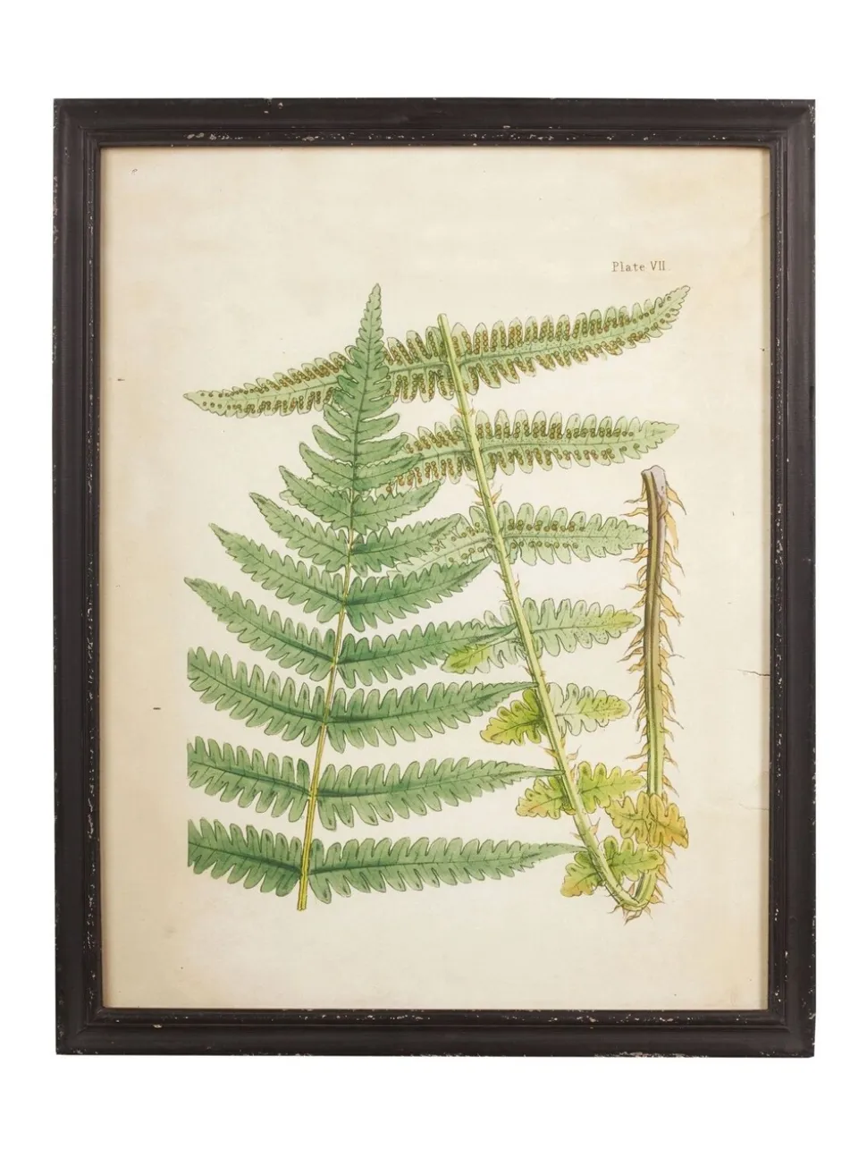 Oka Set of 8 Framed Botanical Prints