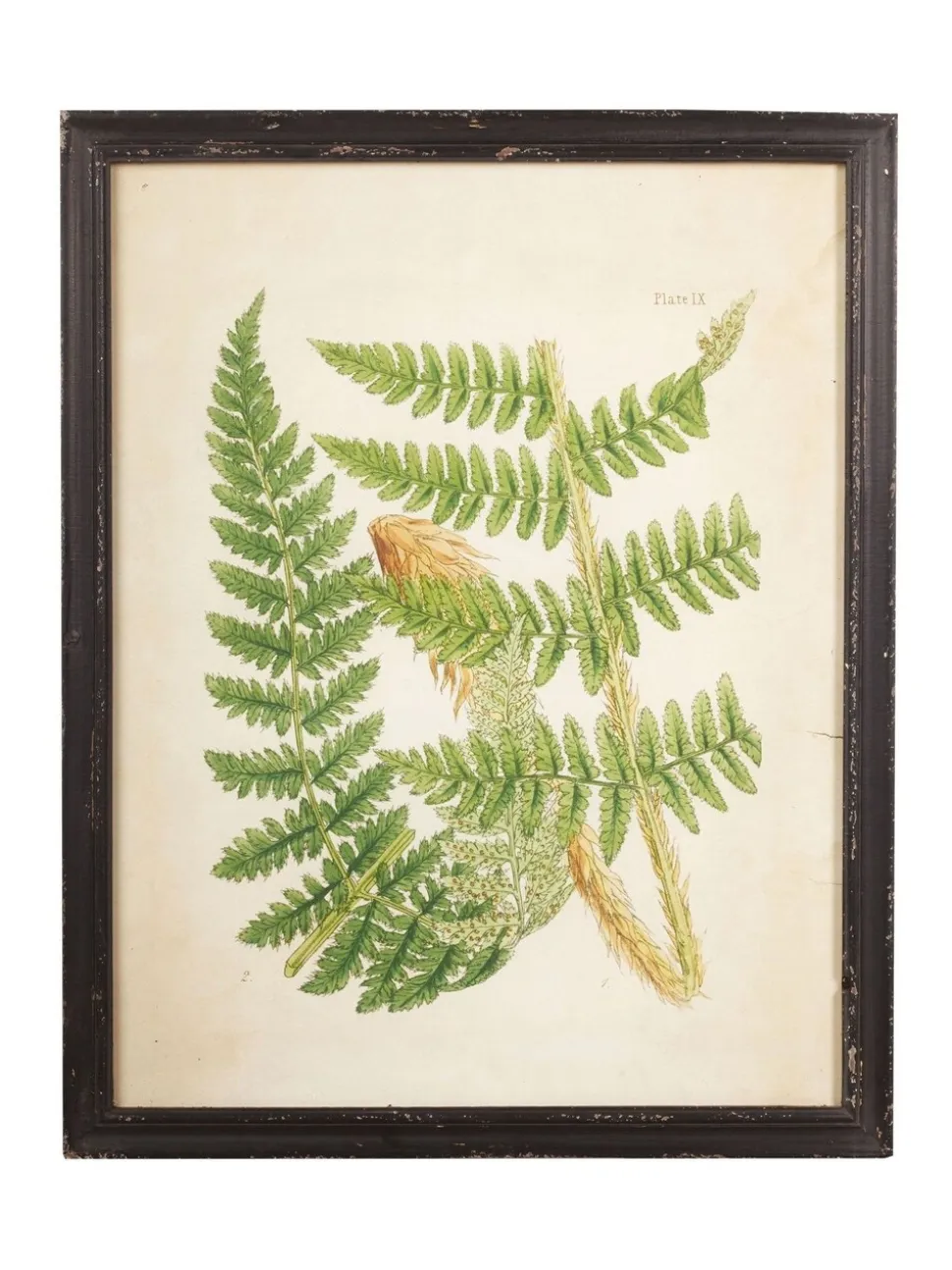 Oka Set of 8 Framed Botanical Prints