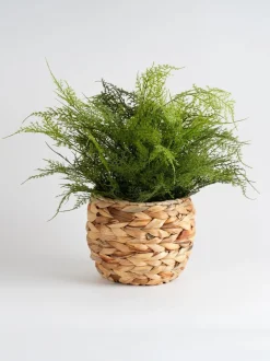 Scottish Everlastings Ltd Artificial Fern in Basket