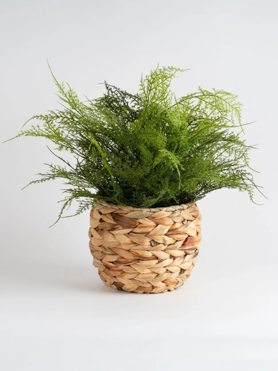 Scottish Everlastings Ltd Artificial Fern in Basket