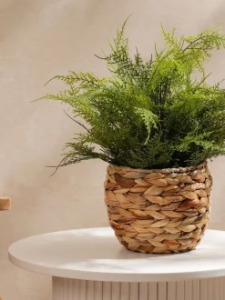 Scottish Everlastings Ltd Artificial Fern in Basket