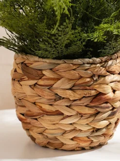 Scottish Everlastings Ltd Artificial Fern in Basket