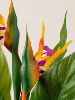 Scottish Everlastings Ltd Artificial Bird of Paradise Tree with Flower