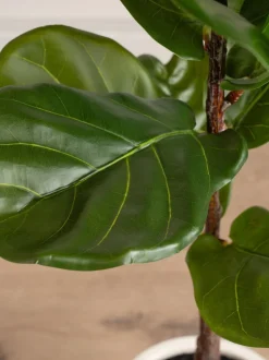 Scottish Everlastings Ltd Artificial Fig Tree in Chunky Pot