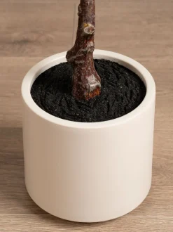Scottish Everlastings Ltd Artificial Fig Tree in Chunky Pot