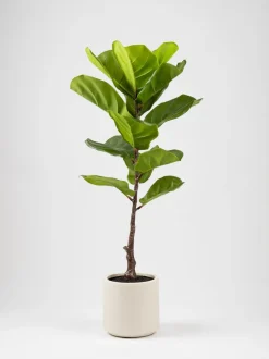 Scottish Everlastings Ltd Artificial Fig Tree in Chunky Pot