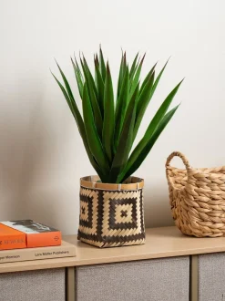 Scottish Everlastings Ltd Artificial Aloe in Basket