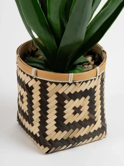 Scottish Everlastings Ltd Artificial Aloe in Basket