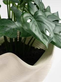 Scottish Everlastings Ltd Artificial Variegated Monstera in Cement Pot