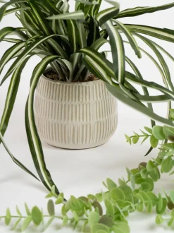 Scottish Everlastings Ltd Set of 2 Artificial Plants in Glazed Pots