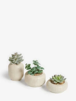 Set of 3 Succulents In Ribbed Plant Pots