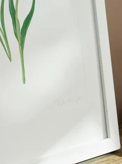 Sophie Allport Tulpen Print Kunstwerk