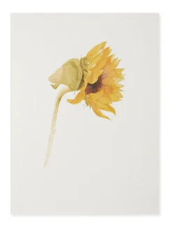 Sophie Allport Zonnebloem Watercolour Print